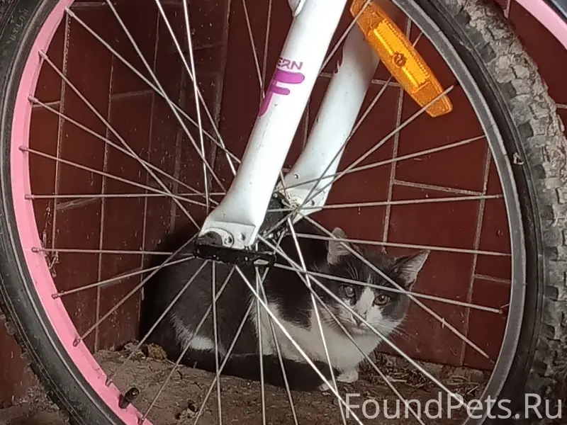 Найден кот, красный посёлок