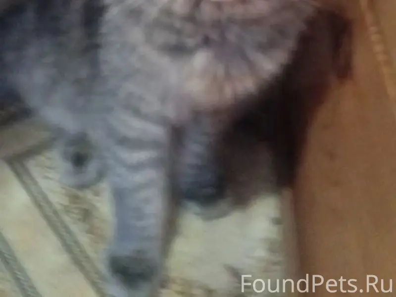 Пропал кот, Ново Иглино