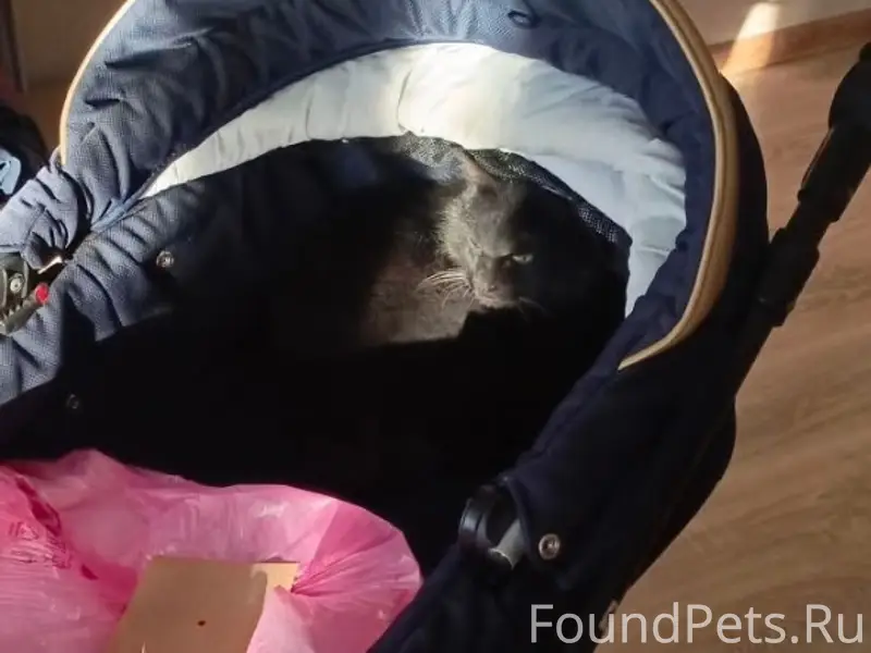 Пропала чёрная кошка, Агаповка