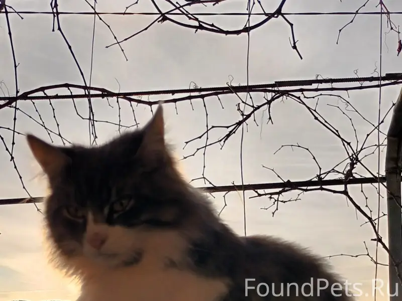 Пропал кот, Мессажай