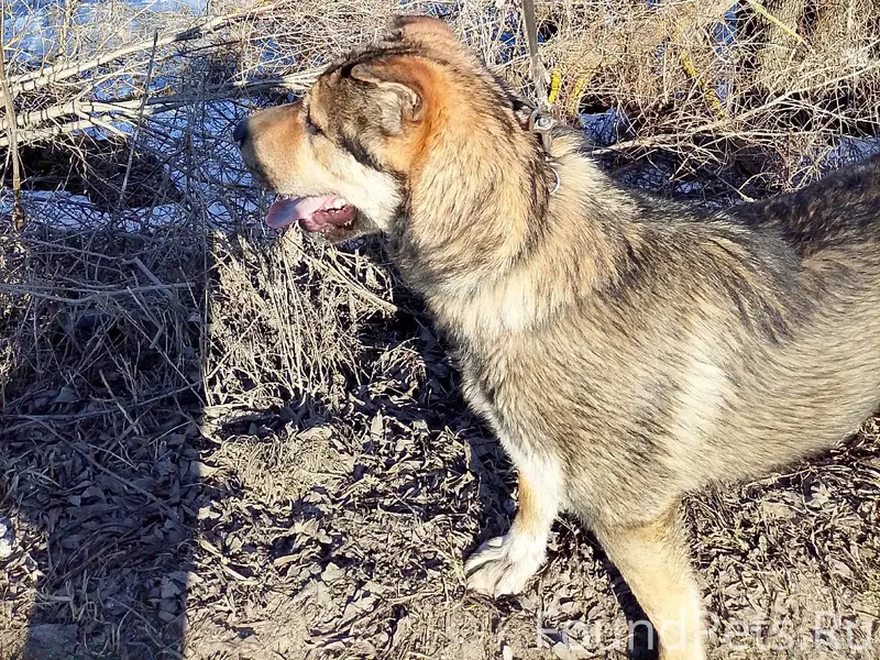 Пропали собаки, всегда вместе, [место не указано]