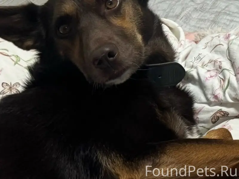 Пропала собака Омми, деревня Сельцо