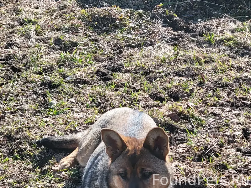 Найден метис овчарки, Бужаниново
