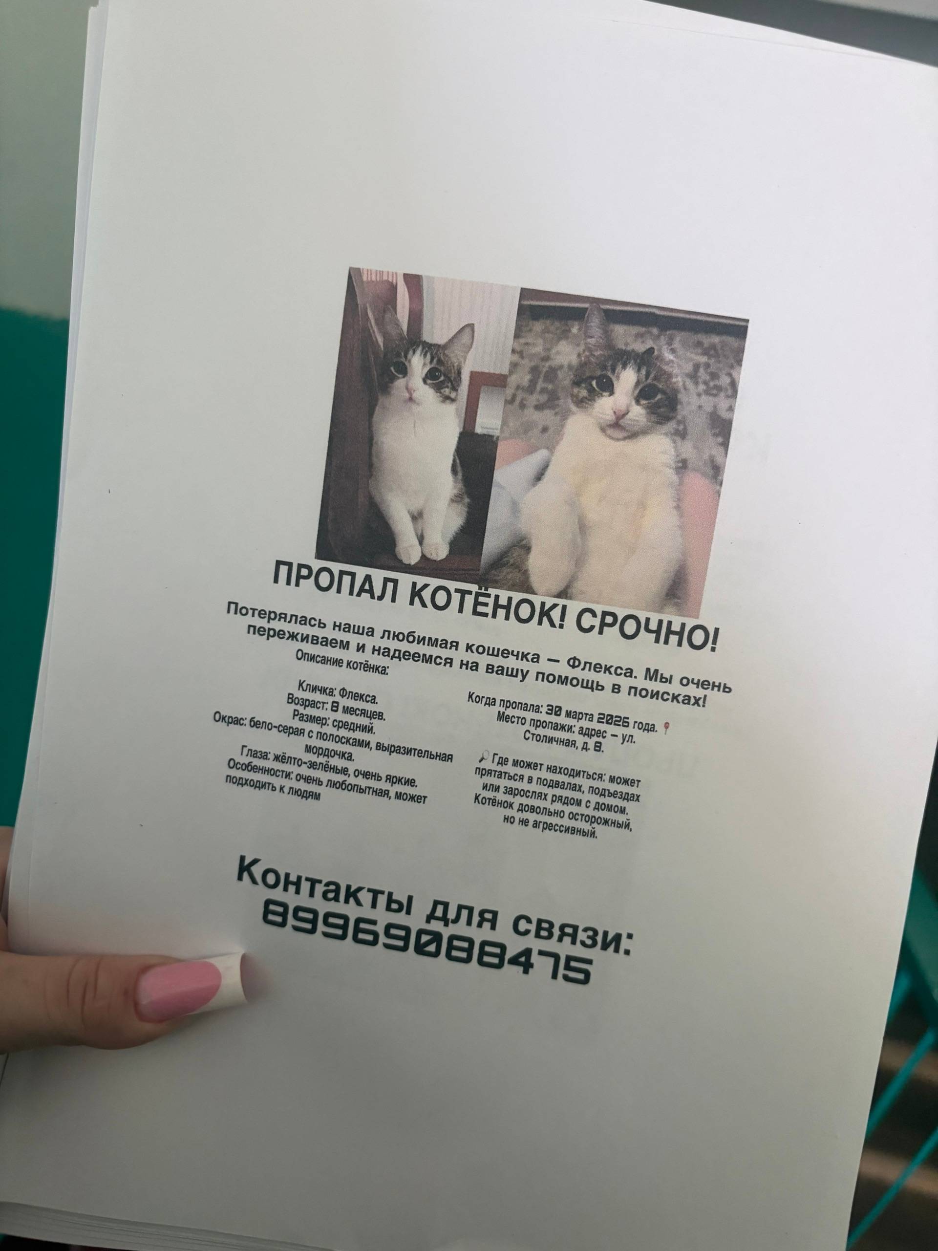 Пропала кошка Флекса, ул. Столичная