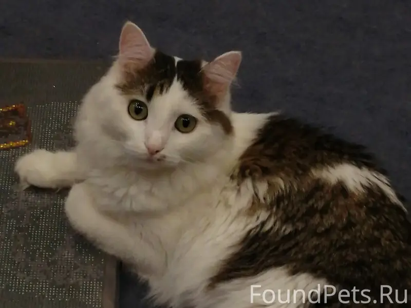 Пропала кошка Маруся, район пр. Ленина
