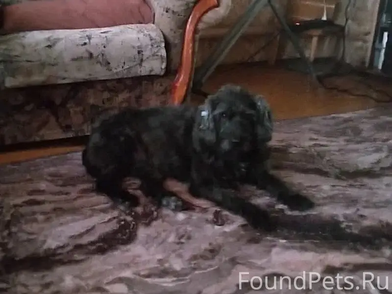 Пропала собака Чача, ул. Образцовская