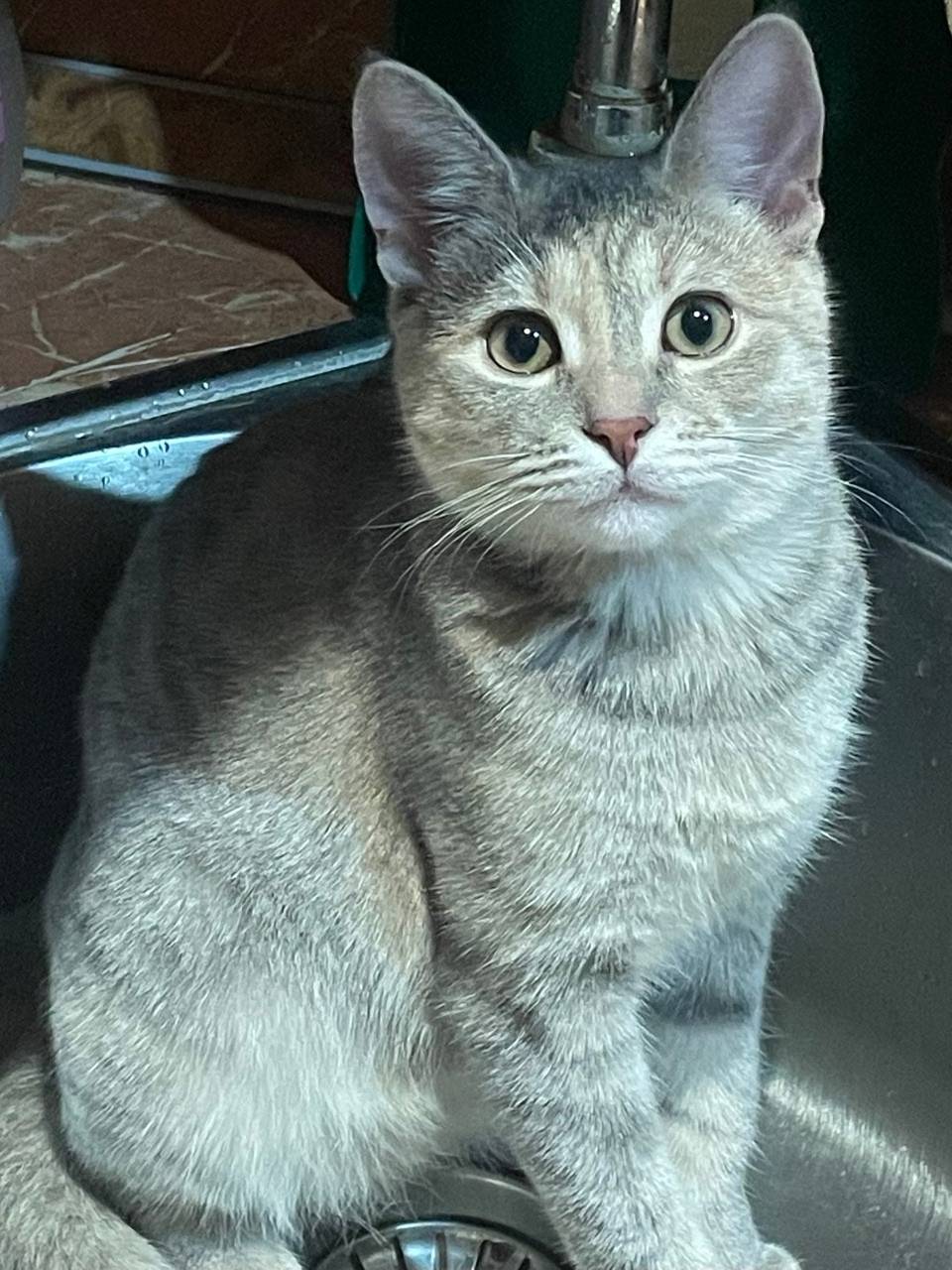 Пропала кошка Боня, Химмаш