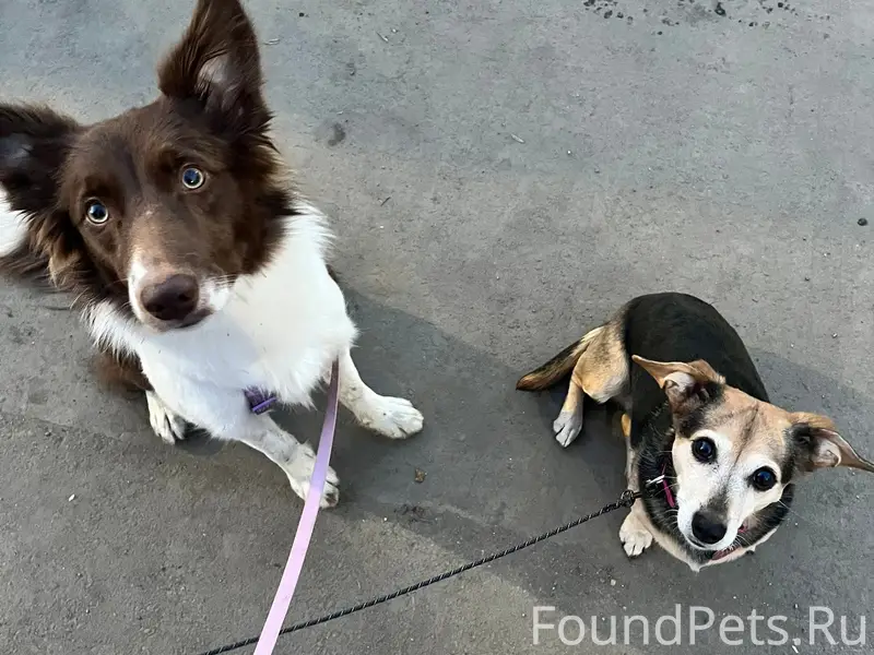 Пропала Бордер колли Нори, Вологда