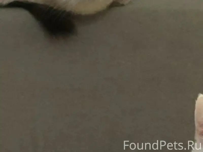 Пропала кошка Боня, Кировоградская 36/1, Уфа