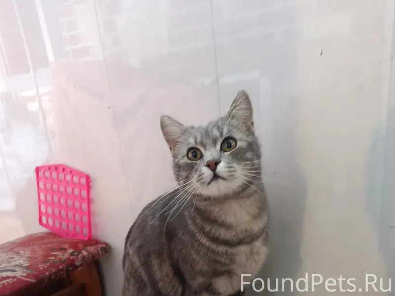 Найден кот, возле ул. Кабушкина