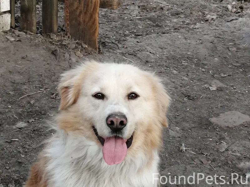 Пропала собака Боня