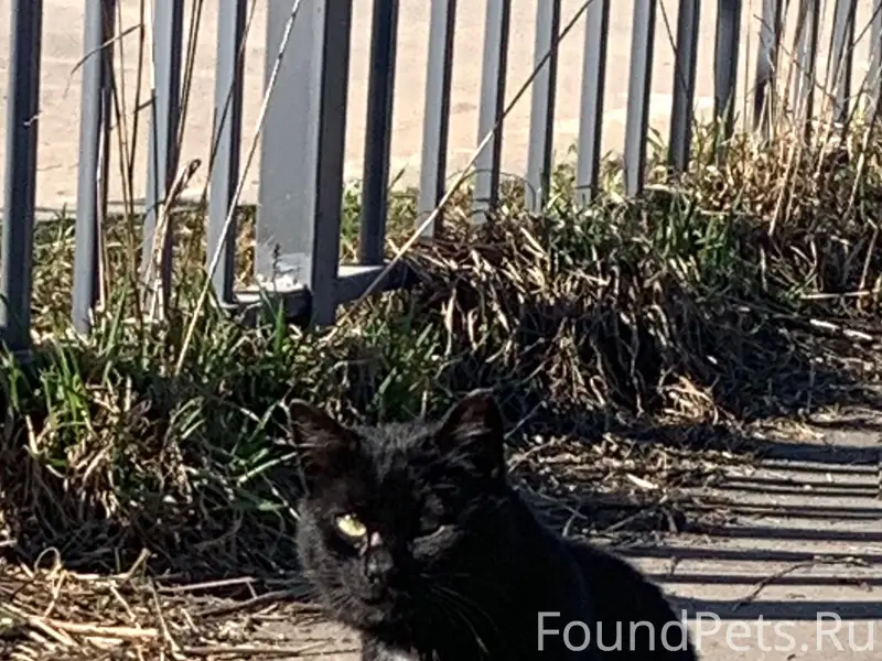 Найден кот с тусклым глазом, Янино