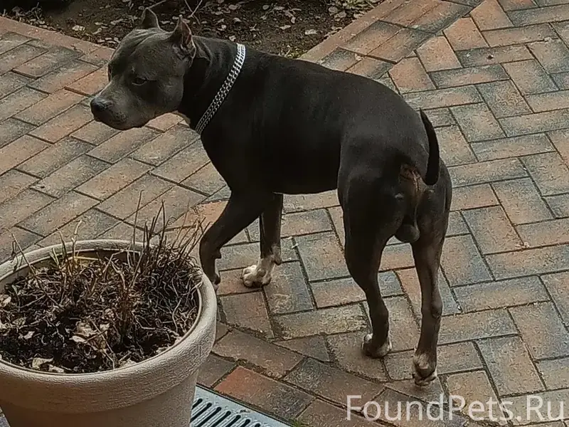 Найден стаффордширский терьер Стаф, Мясново