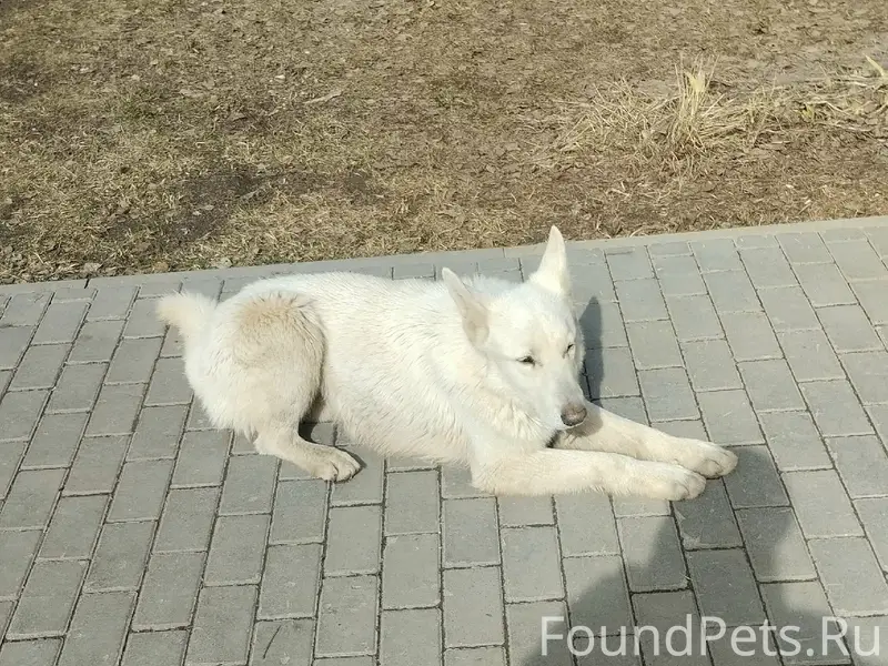 Пропал Дик, белая швейцарская овчарка, район Халтурина