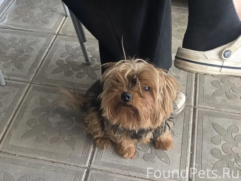 Найден тип собака, левый берег посёлок комунальный