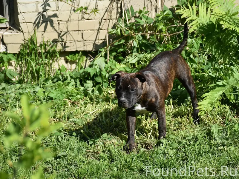 Пропала собака, Динской район