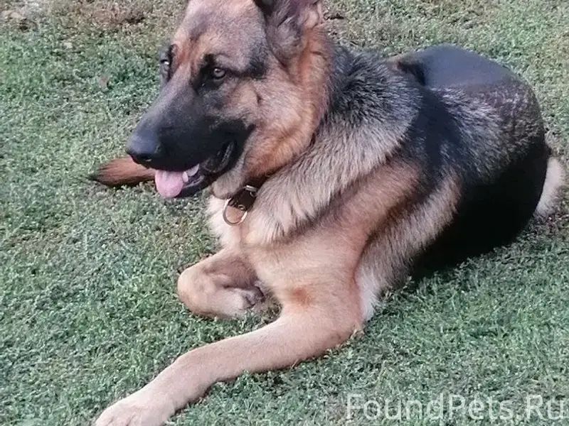 Пропала Немецкая овчарка Эрби, Средние Челны