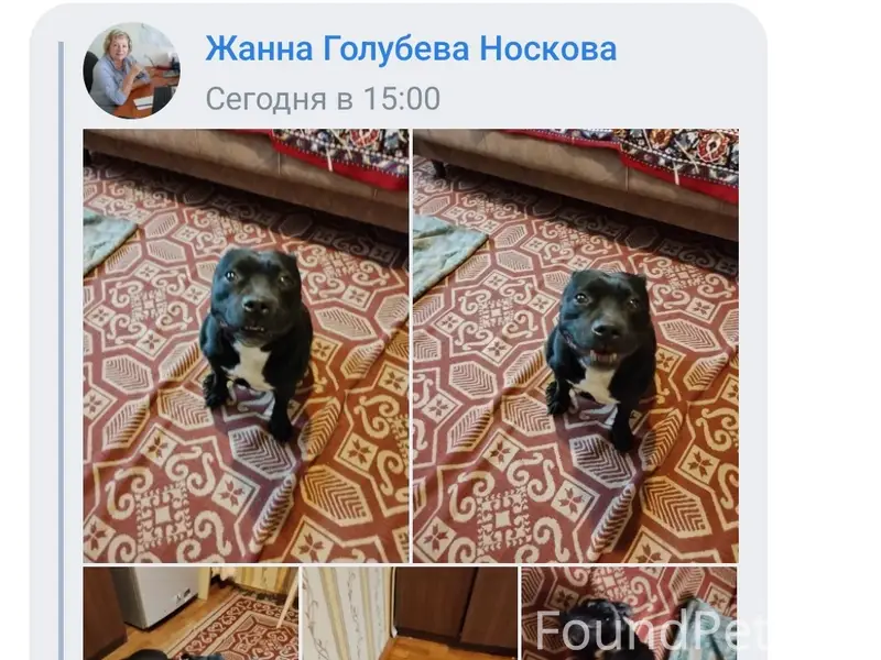 Найдена собака