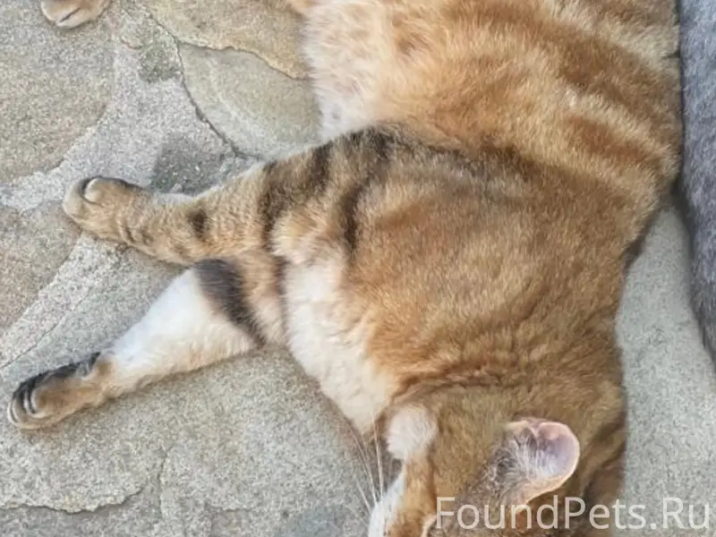 Пропал Курильский бобтейл, хромой, Царское село