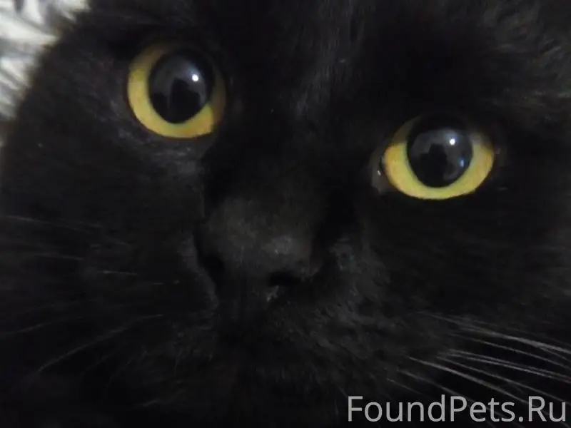 Пропал кот Тиша, район ул. Планеристов - ул. Западная