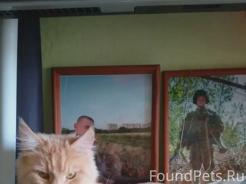 Пропал кот Кефир, Советская 142