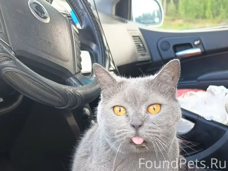 Пропала кошка Дымка, трасса М-10