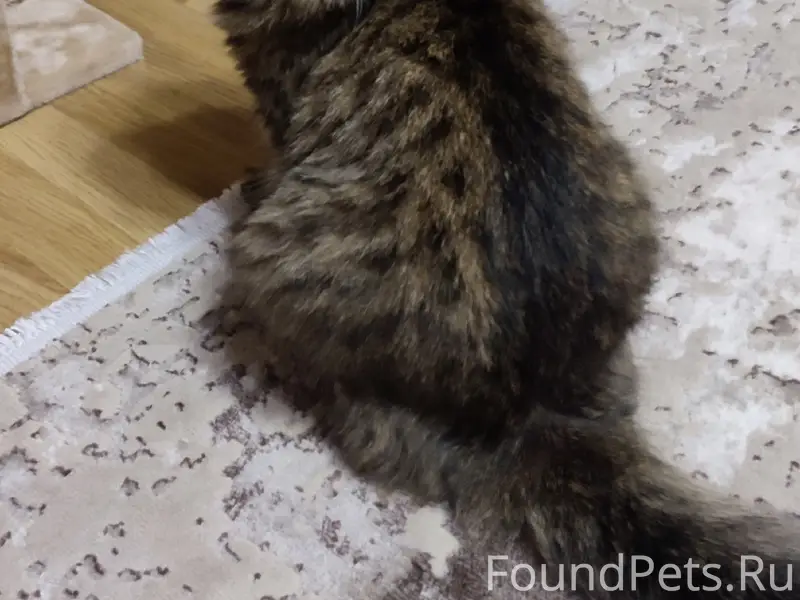 Пропал кот Лёшка (Лексус), Поле чудес