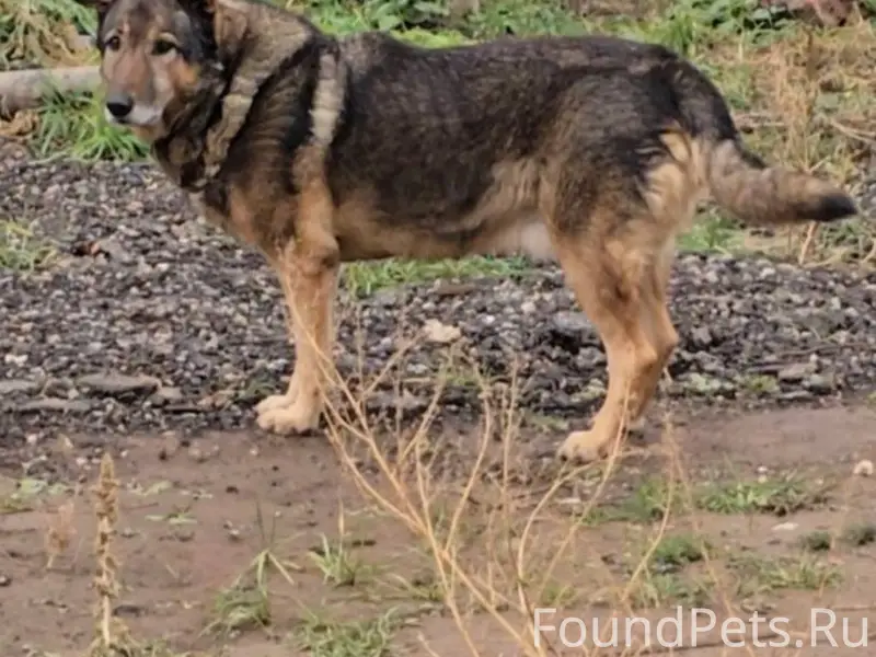 Пропал метис овчарки Джек, Чебоксары