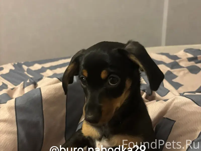 Пропала собака, Галушина / Ленинградский