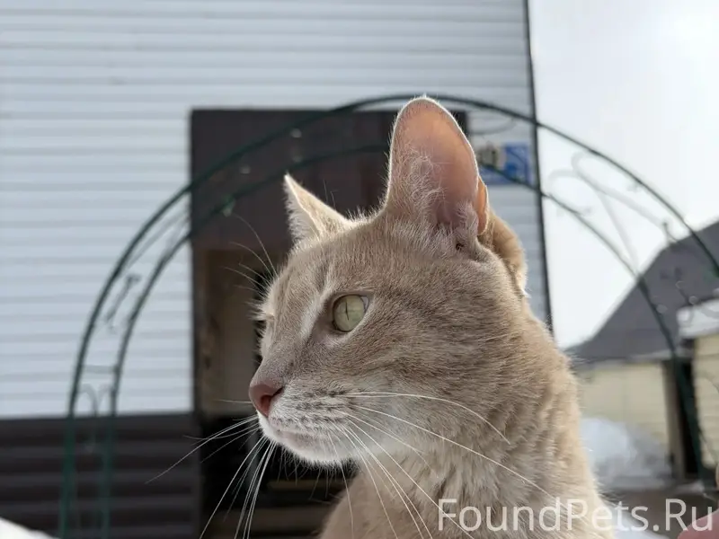 Пропал кот, мкр. Северный