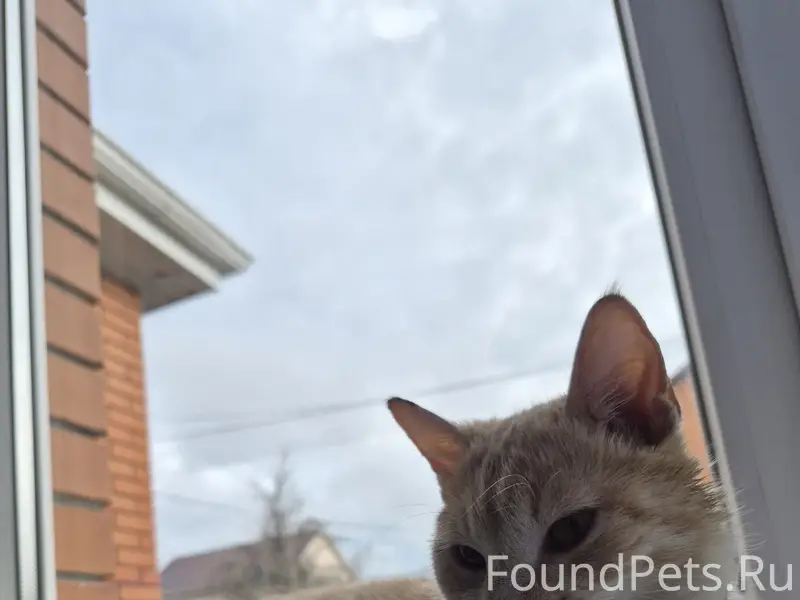 Пропала кошка Лиля, Сады-1, снт Радуга