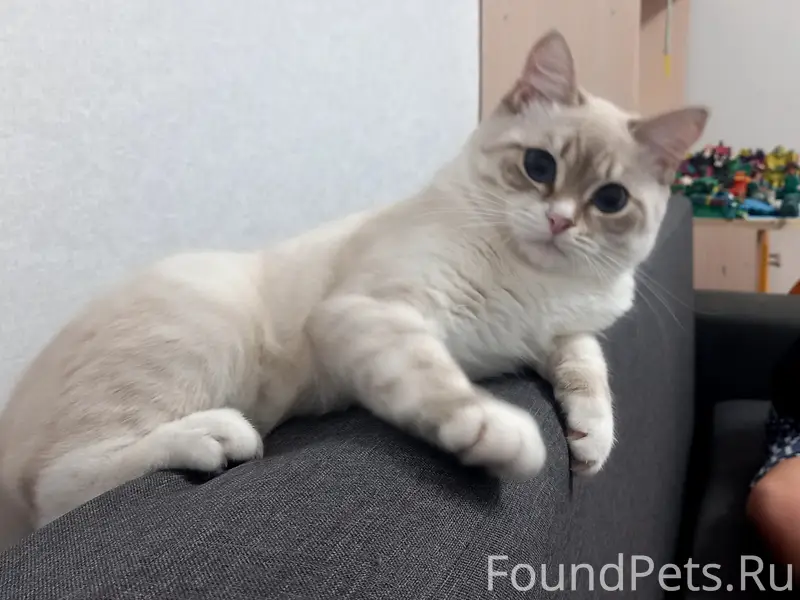 Пропал котёнок, улицы Радужная, Зелёная, Аэродромная