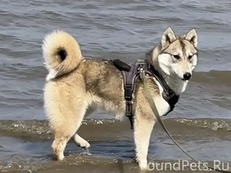 Пропала лайка Фея, Ростов-на-Дону