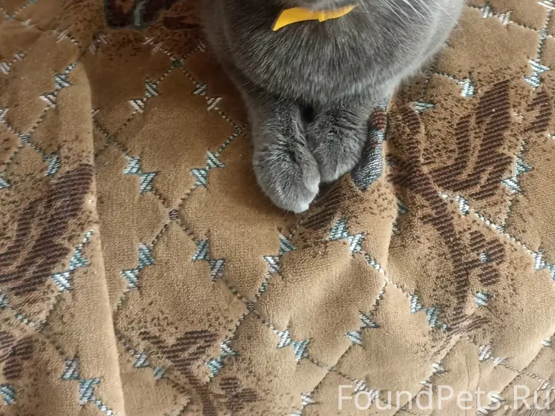 Пропала кошка, кормящая мама, улица Жукова