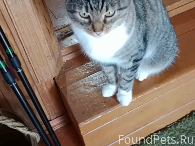 Пропал кот Бася, поселок Алексино