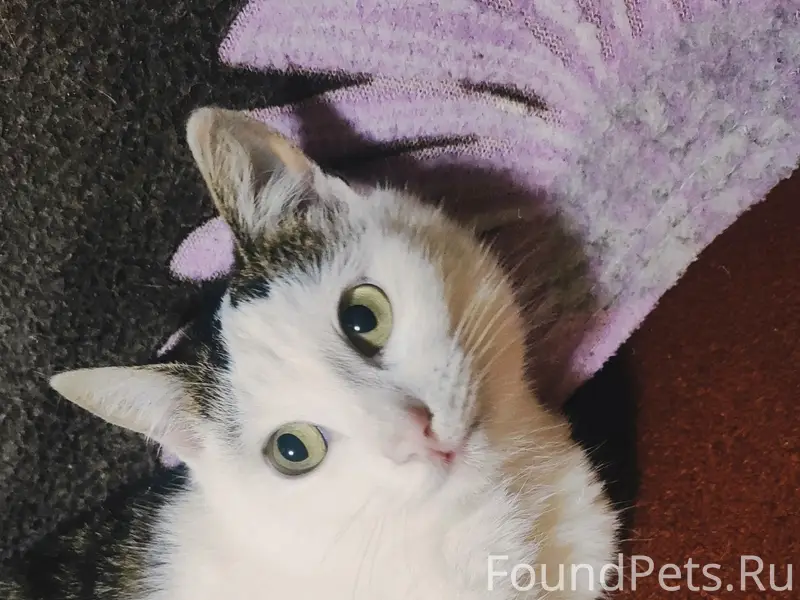 Пропала кошка Пуся, Подлесная - Шамшурина