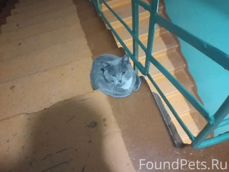 Найдена кошка, ул. Лермонтова