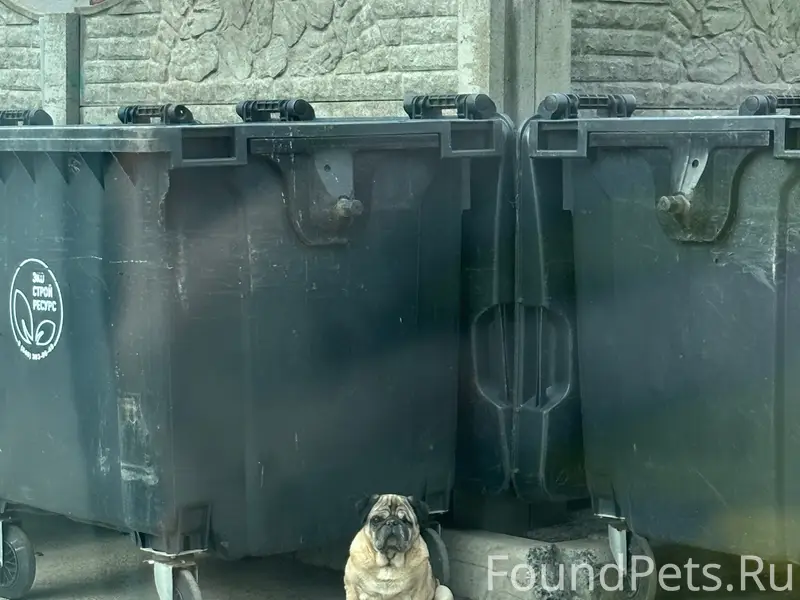 Найден мопс, Тольятти