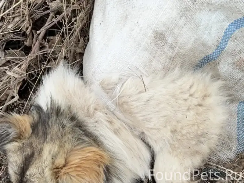 Пропала собака, трасса, не доезжая деревни Куктэкэ