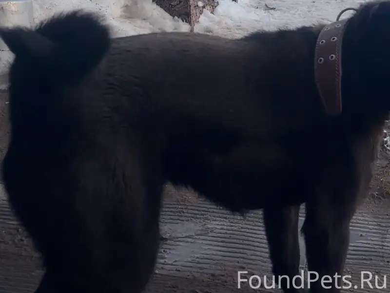 Пропал щенок Арчи, район болото