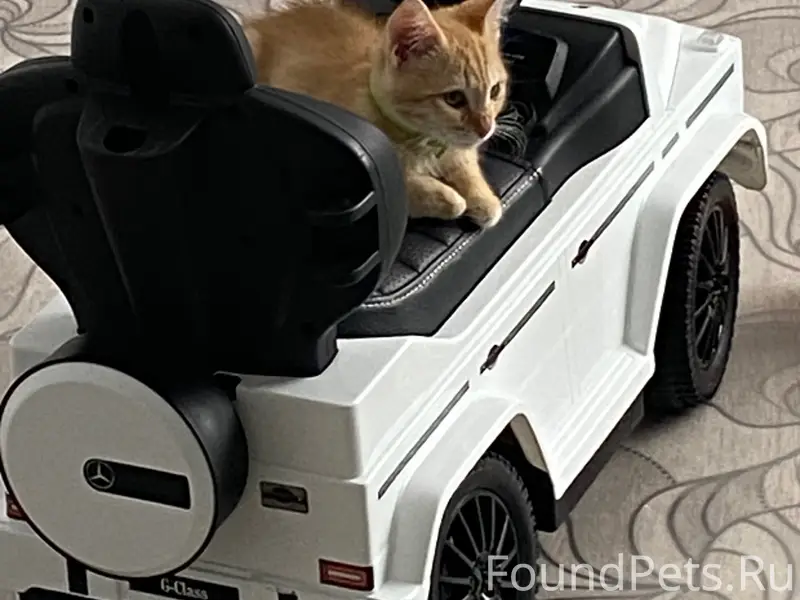 Пропал котёнок, последний раз видели на улице Торговой