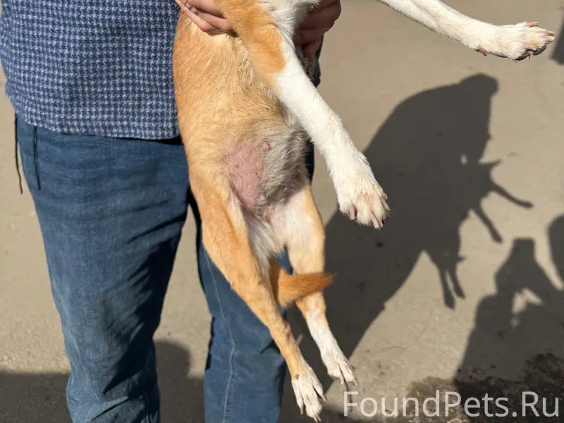 Найдена рыжая собака, Липецк