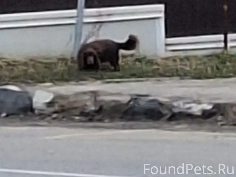 Пропал пёс, похож на таксу, Огуднево