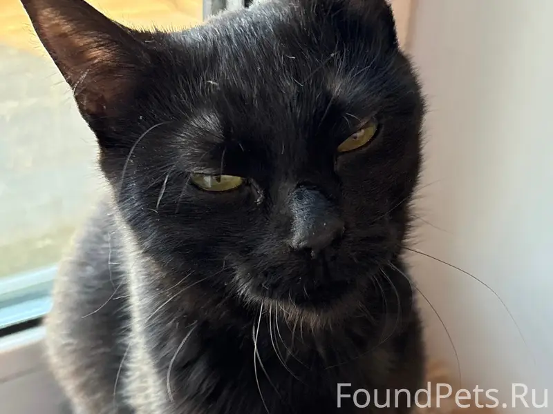 Пропала кошка Китька, Гатчина