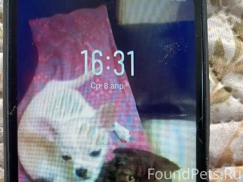 Пропал чихуахуа Бася (Бакс), с. Мезенское