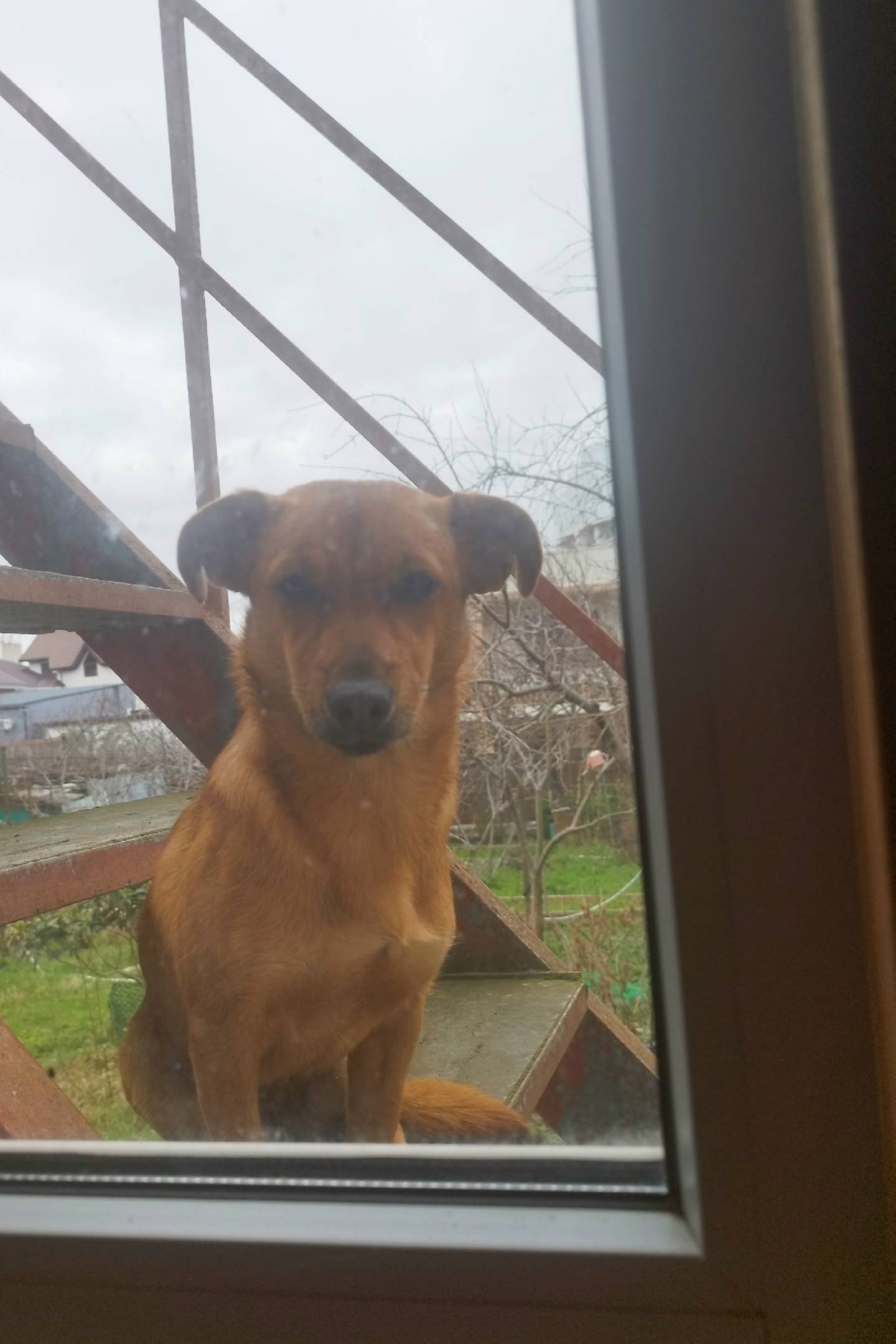 Пропала рыжая собака Кнопка, район Полевого рынка