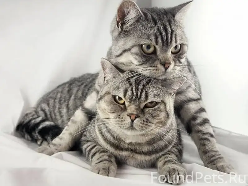 Найдена кошка, дымчато-серая, [место не указано]