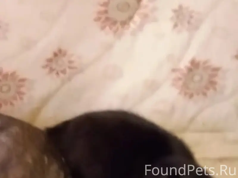 Пропал кот Мурзик, Оренбург