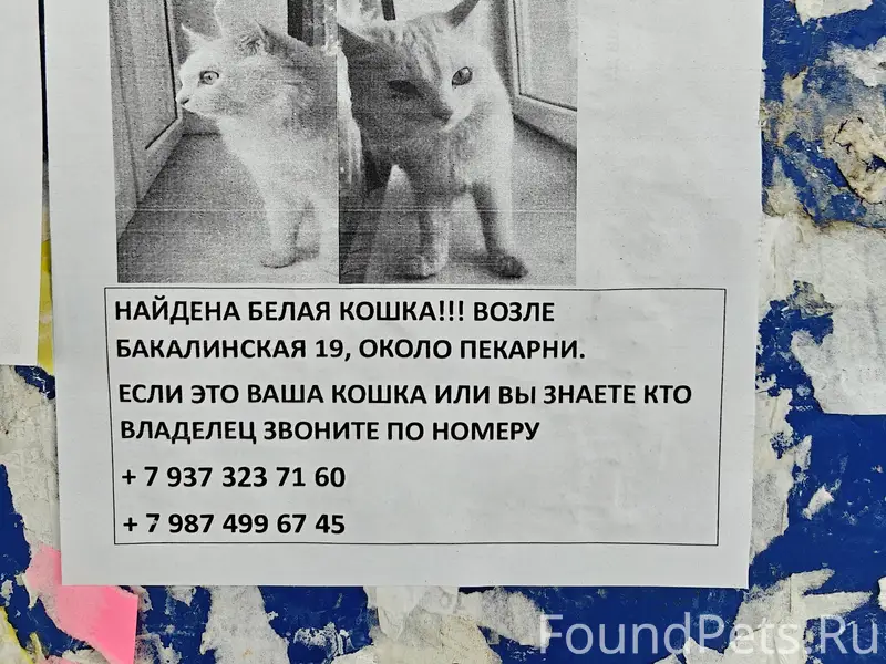 Найдена белая кошка, бакалинская 19