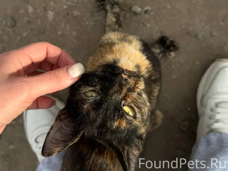 Найдена гладкошёрстная кошка, район Стара Загора